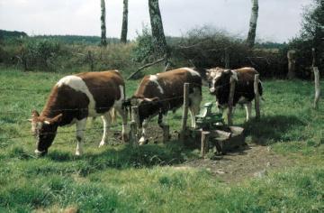 Rinder an der Viehtränke (bei Riesenbeck)