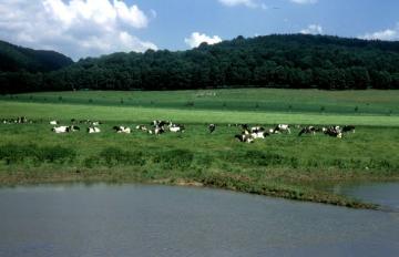 Weidende Rinder auf den Uferwiesen der Weser