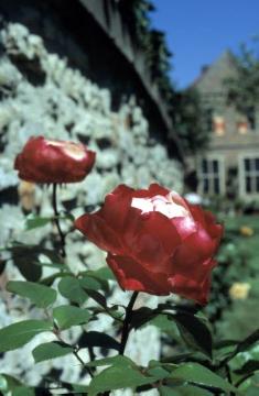 Rose mit Bruchsteinmauer (Münsterhof)