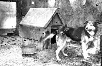 Kettenhund auf Hof Dümpelmann