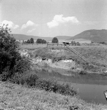 Viehweiden an Nethe bei Godelheim