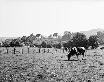 Weidende Rinder bei Niederbergheim
