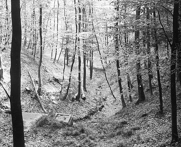 Kerbtal  in einem Buchenwald am Südhang des Wesergebirges, entstanden durch die zertalende Kraft des fließenden Wassers