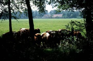 Rinder auf der Viehweide