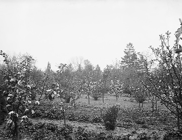 Obstgarten des Pfarrhauses in Dinker