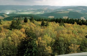 Herbstlicher Birken-Fichten-Mischwald an der Hohen Bracht bei Altenhundem