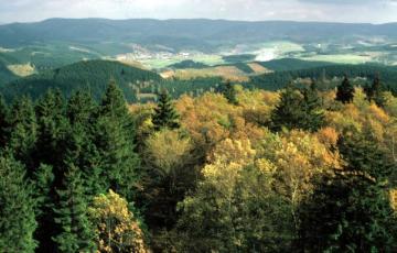 Herbstlicher Birken-Fichten-Mischwald an der Hohen Bracht bei Altenhundem