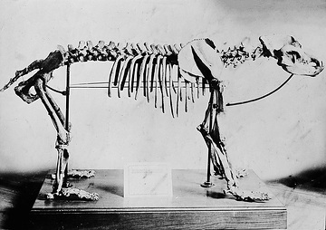 Skelett eines Höhlenbären aus der Heinrichshöhle (Standort: Gasthaus Meise)