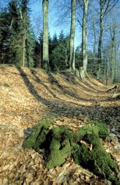 Wallanlage im Tiergarten: Einfriedung des historischen Jagdparks, angelegt im 17. Jh. von der Adelsfamilie von Velen auf Schloss Raesfeld