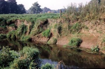 Telgte-Westbevern, um 1970: Ufererosion an Bever bei Haus Langen