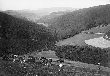 Wald- und Weidelandschaft im Nesselbachtal, Rothaargebirge