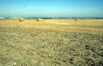 Getreidefeld mit Blick in die Börde bei Erwitte