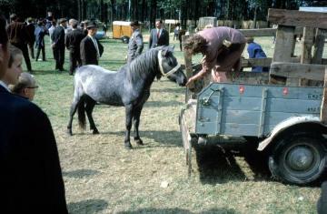 Pferdemarkt Telgte, 60er Jahre: Versuch, ein Pony zu verladen