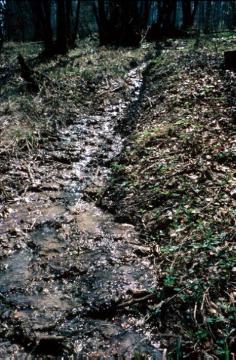Absatzprodukt fließenden Wassers: Kalksintertreppen in einem Quellbach am Griesenberg östlich der Stadt