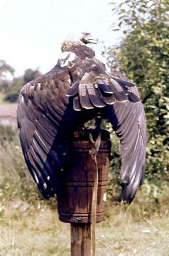 Adlerwarte Berlebeck: Greifvogel auf einem Holzpfahl mit gespreizten Flügeln