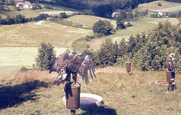 Adlerwarte Berlebeck: Greifvogel auf einem Holzpfahl mit gespreizten Flügeln