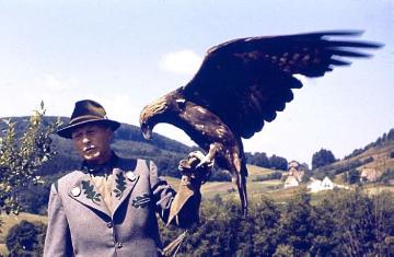 Adlerwarte Berlebeck: Greifvogel mit gespreizten Flügeln auf der Hand eines Angestellten