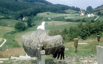 Adlerwarte Berlebeck: Gänsegeier mit gespreizten Flügel auf einem Pfahl