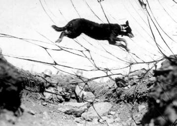 Kriegsschauplatz Somme (Frankreich) 1916: Deutscher Meldehund in Aktion