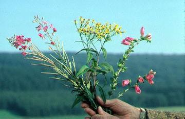 Pflanzen in der Hand des Fotografen aus dem Hochsauerland