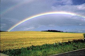 Regenbogen über einem Rapsfeld im Hochsauerland