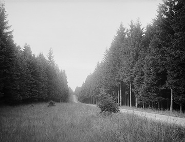 Straße durch den Neuenheerser Wald (Eggegebirge)