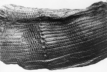 Fund im Steinkohlenflöz; Fossiles Stammfragment eines Siegelbaumes aus dem Karbon