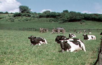 Viehweide im Ellerbachtal bei Schwaney auf der Hochfläche