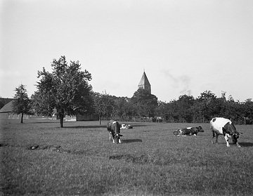 Weidende Rinder am Dorfrand von Ostönnen, ca. 1913.