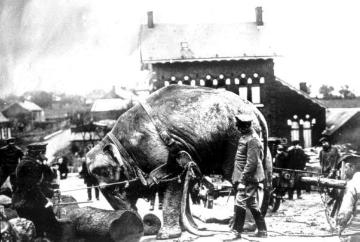 Kriegsschauplatz Frankreich ca. 1915: Deutscher Kriegselefant "Jenny" in Avesnes, ein Geschenk des Tierparks Hagenbeck in Hamburg [10 französische Orte beginnend mit Avesnes möglich]