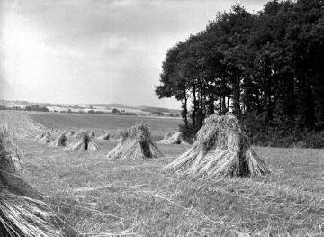 Bei Nottuln: Ackerfluren im Stevertal am Fuße der Baumberge, 1940er Jahre