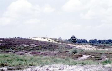 Dünen mit krautiger Vegetation in der Senne zwischen Schlangen und Haustenbeck