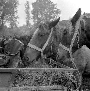 Pferdemarkt Telgte, 1949: Pferde zum Verkauf