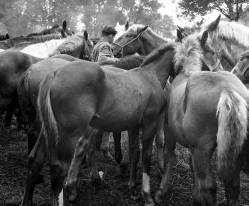 Pferdemarkt Telgte, 1949: Pferde zum Verkauf