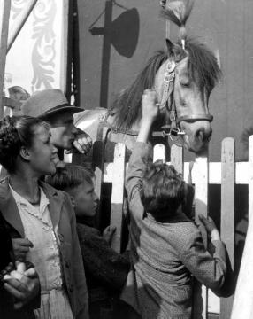 Pferdemarkt Telgte, 1949: Kutschpferd mit Kopfschmuck