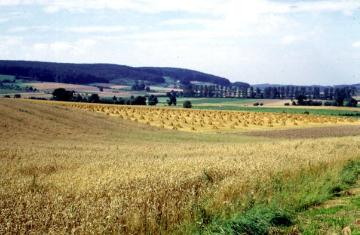 Blick vom Bellenberg östlich Bad Meinberg in die Steinheimer Börde