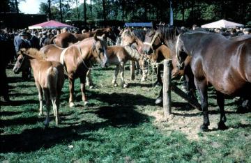 Pferdemarkt Telgte, 60er Jahre: Pferde zum Verkauf