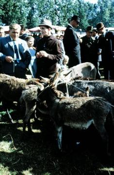 Pferdemarkt Telgte, 60er Jahre: Händler mit Eseln