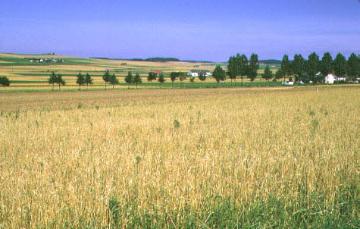 Getreidefelder auf der Briloner Hochfläche