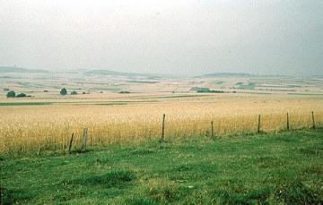 Getreidefelder auf der Briloner Hochfläche