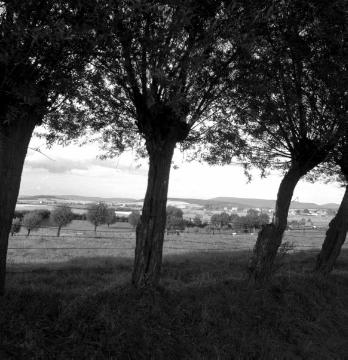 Bei Steinheim: Kopfbaumwallhecke mit Blick auf einen Obstbaumgarten am Rande der Stadt