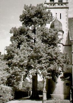 Katholische Pfarrkirche St. Vitus, erbaut 1736: Turmansicht (Ortsteil St. Vit)