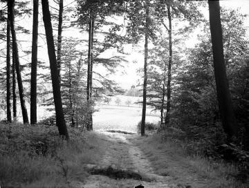 Waldweg in den Baumbergen bei Schapdetten (Nottuln), 1940er Jahre
