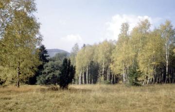 Naturschutzgebiet Externsteine: Birkenwald auf Kamm des Knickenhagen (Teutoburger Wald/Eggegebirge)