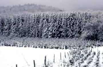 Verschneite Landschaft im Teutoburger Wald bei Holzhausen-Externsteine