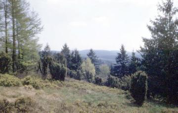 Teutoburger Wald/Eggebirge, Naturschutzgebiet Externsteine: Birken- und Wacholdergehölz auf dem "Bärenstein"