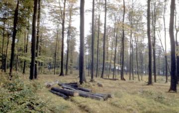 NSG Externsteine: Buchenwaldpartie auf dem Bärenstein