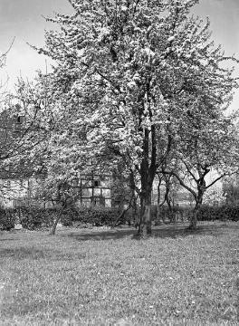 Blühender Birnbaum vor einem Bauernhaus in Lünen-Horstmar