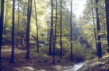 Das Quellgebiet der Berlebecke im Teutoburger Wald