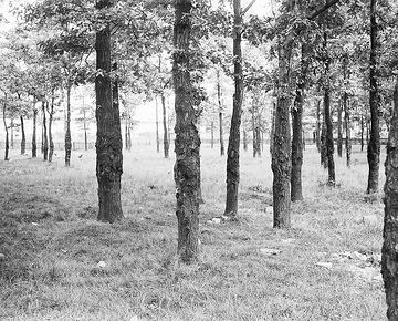 Verkrüppelte Bäume: Wald bei Zechen Preußen II in Lünen-Horstmar